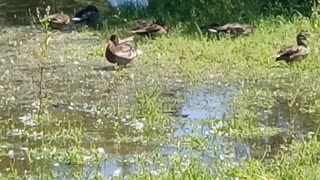 Ducks Splashing around in a Pond.