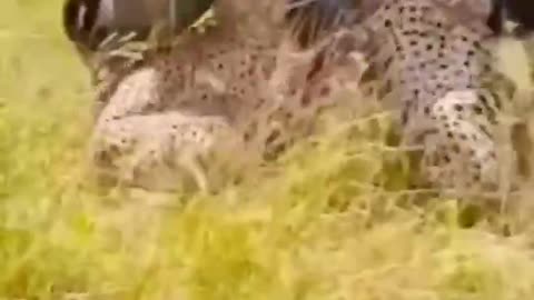 All three leopards couldn't handle it. The prey got away