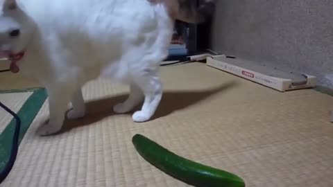 🥒Cat Vs Cucumber Compilation - Try not to laugh