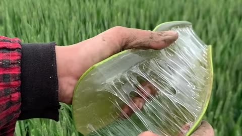 Amazing Life Hack Aloe vera🥶