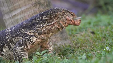 Komodo dragon eating fish hd