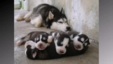 _Dog Mommies That Have Many Puppies._