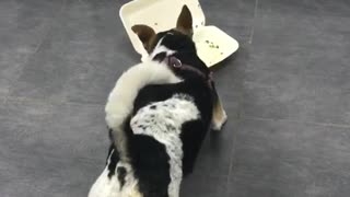 Small black white dog jumps at open takeout box