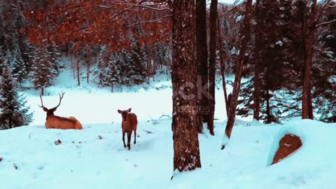 three deer friends