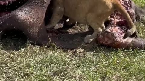 Lion eats carcass