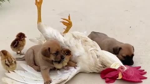 Rooster's baby dog