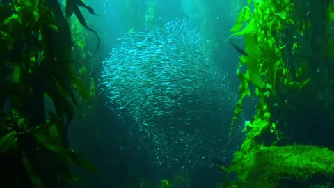 Ocean Life and Nature Documentary - Amazing Underwater Marine Life Documentary