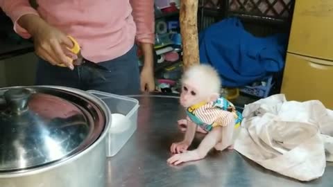 Baby Monkey Joe upside down on his Mum coz wanna play with Mexki puppy