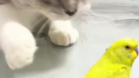 cute funniest cat and tia bird🤣🤣 interesting video