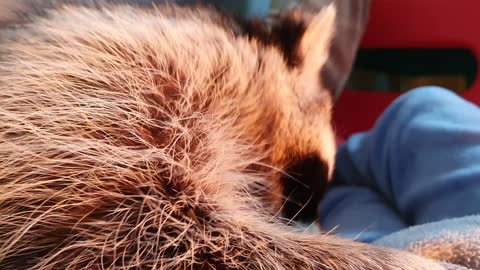 Raccoon eagerly searches his sister's vest pocket.