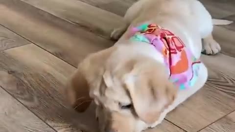 Funniest & Cutest Golden Retriever Puppies - 30 Minutes of Funny Puppy Videos 2021 #11