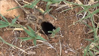 Wolf Spider Nearly Blown Away Gets No Peace