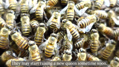 Abandoned Queen and Aborted Swarm Unusual Behaviors in a Japanese Honeybee Open Hive