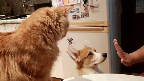 Insolent ginger cat and dog sit on the table and beg for food