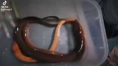 Stir-fried eel with turmeric powder