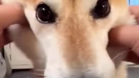 Funny Dog Videos That Will Make You Laugh