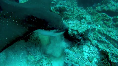 Spotted eagle stingrays hunt for food right beside scuba divers
