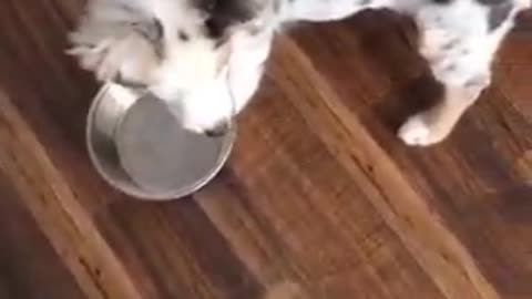 Cute Adorable Puppies Fighting Over Bowl