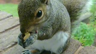 Mika The Squirrel 🐿️💖 Funny squirrel 🐿️😂😂!!!
