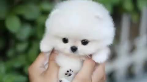 Cute dog very cute dog little puppy
