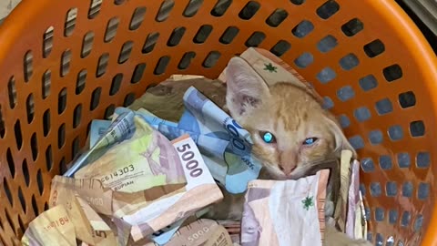 Cat Cuddles in Basket Full of Cash