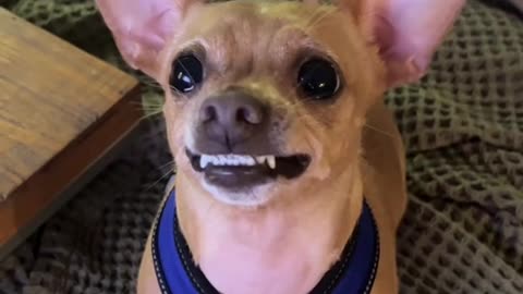 Chihuahua Has Beef With Broccoli Toy