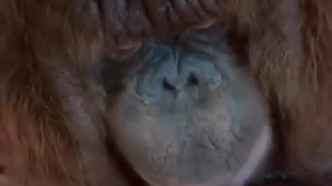 Funny Orangutan drink a tea (looks the amezing video)
