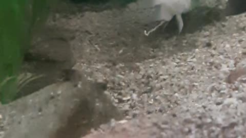 aggressive fish cichlosomes