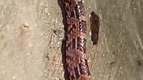 Serpientes Yucatecas