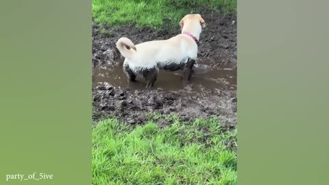 The Funniest Labradors Dog 🤣 Funniest DOGS videos