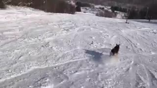 Snow Doggo