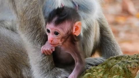40.Don't Leave me Mom ! Thiny Small Newborn Monkey Baby Monika cry