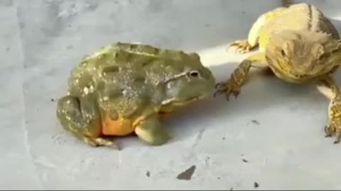 not so fair with the frog