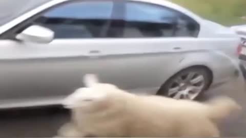 funny video The sheep is dancing in the street