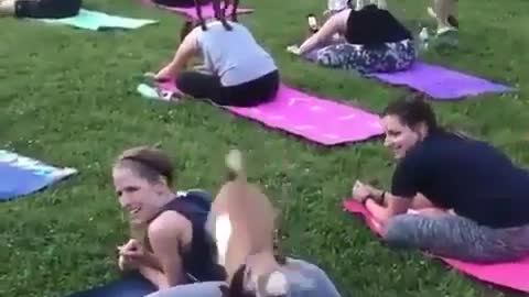 Funny Yoga With Animals