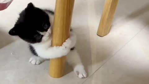 Cut Kitten Loves Pole Dancing.