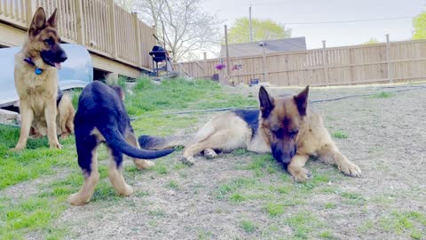 Challenging Photo Shoot of Three Cute German Shepherd Puppies