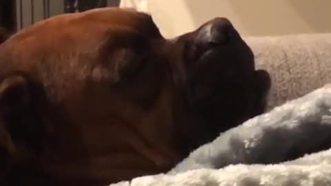 Sleepy boxer licks invisible ice cream cone during vivid dream