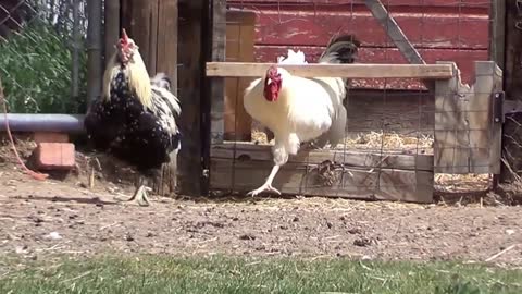 Funny Running Chickens! Funny hen videos !! TOP 10 funny videos ! new rumble videos