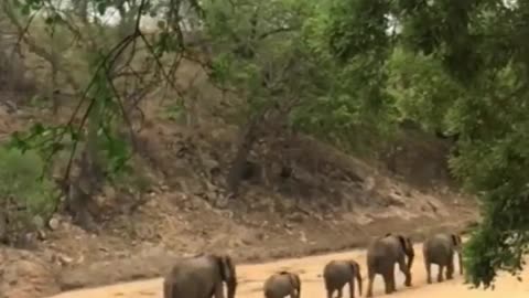 African Forest Elephent #youtubeshorts #viral #animals #reels #shorts