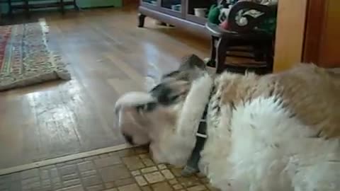 Evil kitten attacks saint bernard