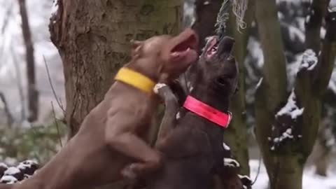 Dogs_fight_and_love_video_its time to LAUGH with Dog's Life