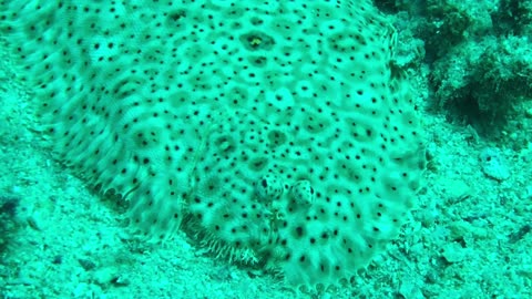 Amazing Details of Flounder fish in the Red Sea - No Sound