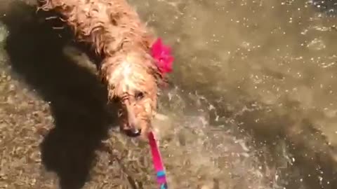 Brown dog shaking off water in slow motion