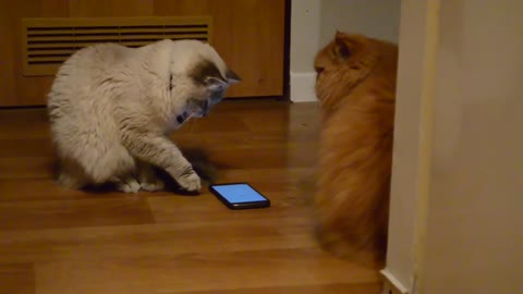 Funny cat is playing on phone