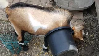 Goat gets head stuck in black bucket