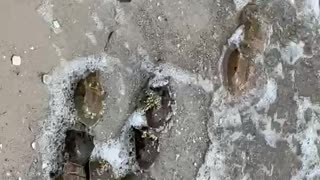 Horseshoe crabs mating Indian river