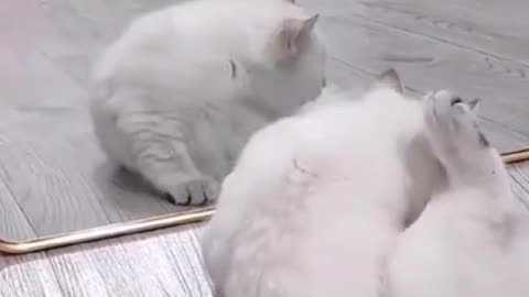 When the cat saw itself in the mirror