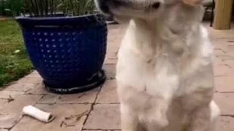 Butterfly gently lands on Golden Retriever's nose👏🏽