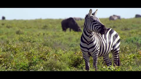 Punda; Zebra - The Tale of an Unusual Hero